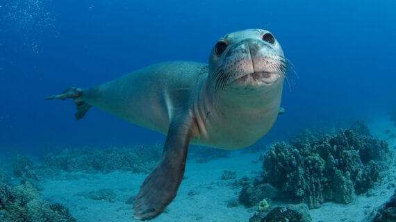 Monk seal in water looking at camera