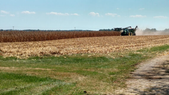 tractor and combine harvesting corn field