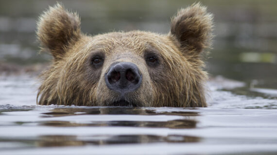 A bear stares at the camera from the river.