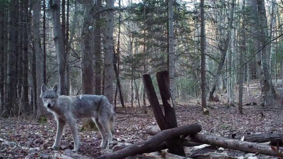 Wolf Hunt Dynamics and Impact
