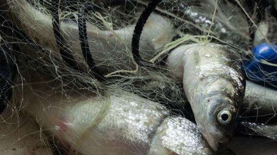 Fish Consumption Advisories