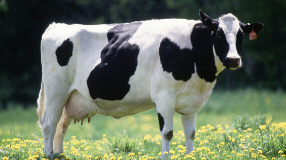 Four recipes to celebrate June Dairy Month