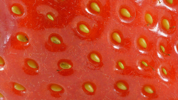 Strawberry meals forever: 5 recipes to try this June