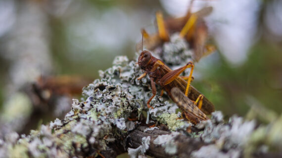 Locust on a lichen-covered branch.