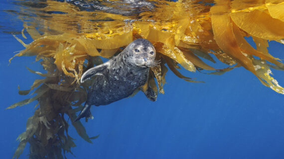A seal swims through blue water.