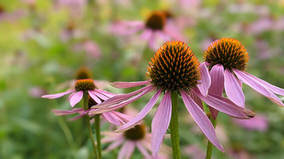 Two large coneflowers in a field.