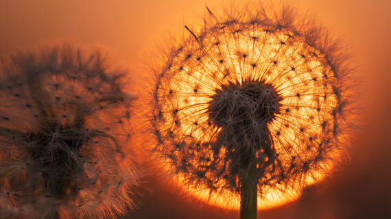 Dandelions in a field with glow of sun in background.