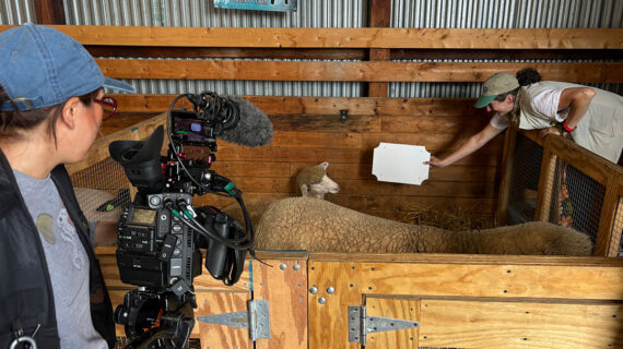 A woman points a video camera on a tripod at another woman using a white balance card in a sheep pen at a fair.