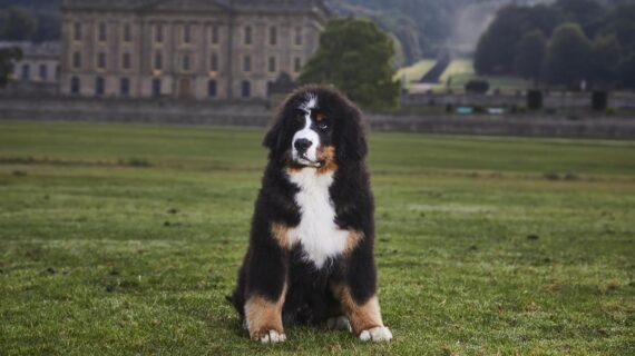 A fluffy Bernese Mountain Dog puppy sits on a lush lawn.