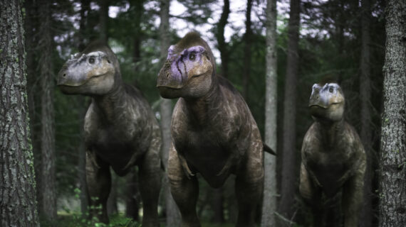 Three Albertosaurus dinosaurs walk through a dense, shadowy forest.