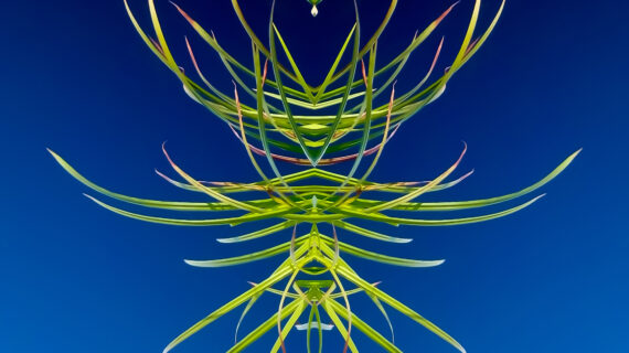 Water Nymph | Photo by Chuck Gustke of DeForest, Wisconsin. First place, 2025 Abstract.