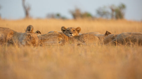 A group of lions sleep on the ground. One lion cub stares at the camera with its head resting on another lion.