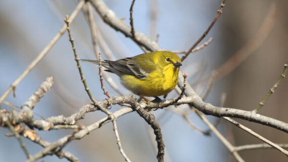 A small, yellow bird perches in bare branches.