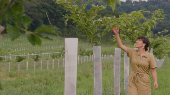 A woman walks in pasture with a line of trees at its edge. She's reaching up to touch a branch.