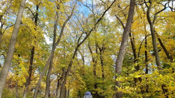 Hiker with a colorful backpack walks along a narrow trail through a sunlit autumn forest, surrounded by golden leaves and tall trees. GGLE photography competition entry in Garden Stories category titled "Tie-die Immersed in Autumn" by Beth Holden of Madison, Wisconsin.